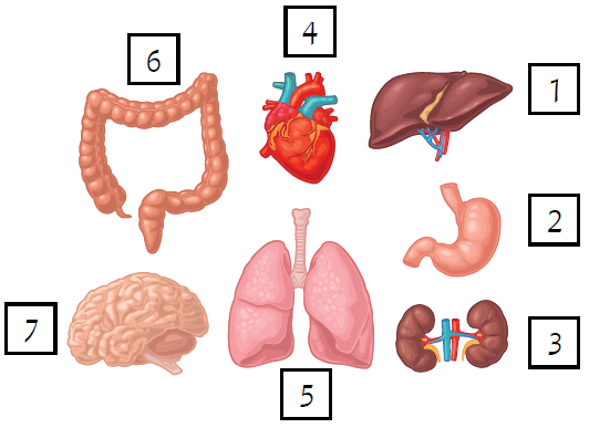 الأعضاء التي تكون معاً جهازاً واحداً الأعضاء التي تكون معاً جهازاً واحداً